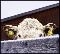 nyhetfeb26